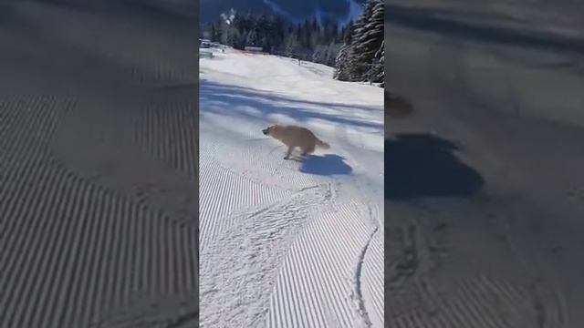 Golden Retriever Enjoys Sliding on Snow - 1166641-1