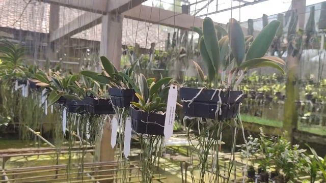 Cattleya jairak cosmos смотреть онлайн