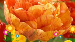 Тюльпан гибрид Дабл оф Бьюти Апельдорн. Краткий обзор, описание tulipa Double Beauty of Apeldoorn