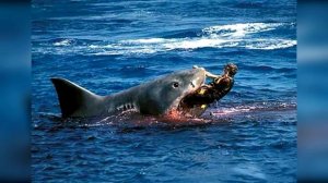 10 ФАКТОВ ОБ АКУЛАХ!!!