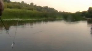 Проводка уокера Мегабасс