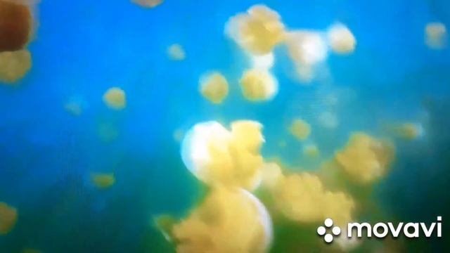 Музыка лечит,снимает стресс,усталость,депрессию??.Подводный мир нашей планеты.??