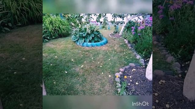 Яблоня. Белый налив смотреть онлайн