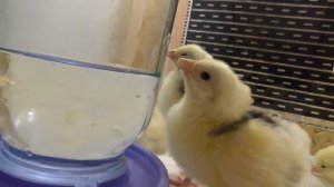 Цыплята кур породы Пушкинские