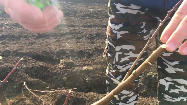 Правильная обрезка персика / 2-ой год после посадки / proper peach pruning