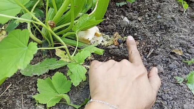 Зачем обрезать листья у кабачков? Что делать с подгнившими кабачками? смотреть онлайн
