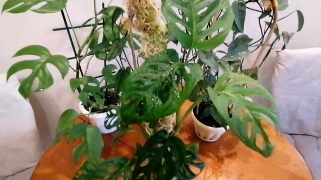 Монстеры! С какими проблемами столкнулась.