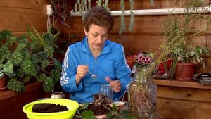 Долларовое дерево  замиокулькас