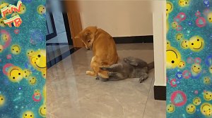 Подборка позитивных видео приколов из интернета | # 1