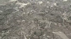 Сравнение отвальной и безотвальной вспашки через год.