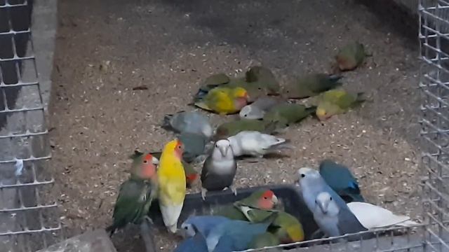 Попугаи неразлучники синие, зеленые, желтые, опалиновые и рябые. смотреть онлайн