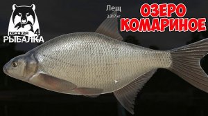 ОТЛИЧНЫЙ КЛЕВ И ФАРМ НА КОМАРИНОМ НА ЛЕЩЕ В РУССКОЙ РЫБАЛКЕ 4 РР4