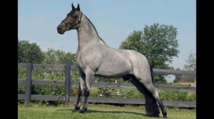 ?Horse-show? 3-СЕЗОН 4-ВЫПУСК (ТЕННЕССИЙСКАЯ ПРОГУЛОЧНАЯ ЛОШАДЬ 2.0)