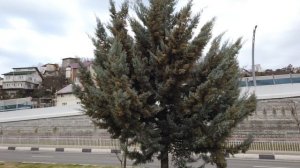 Кипарис Аризонский -25, Обзор