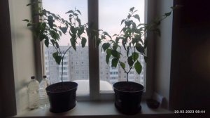 Каролина рипер дома