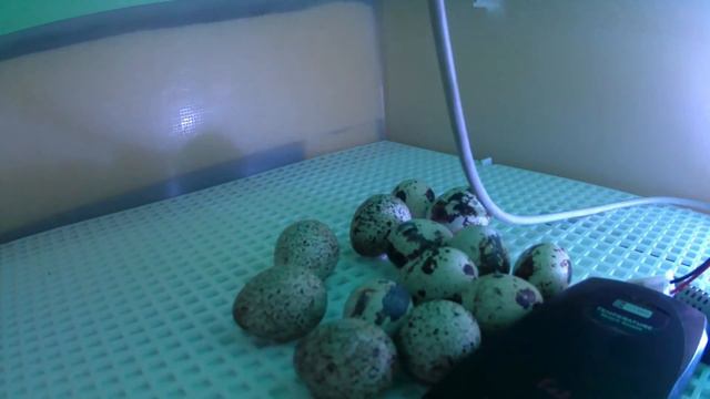 Рождение перепелок 13 апрель 2023 смотреть онлайн