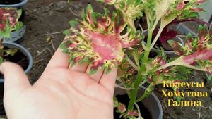 Сеянцы колеусов. Обзор перед обрезкой . #колеус #сад #цветы #урожайныйогород #цветок #семена #coleu