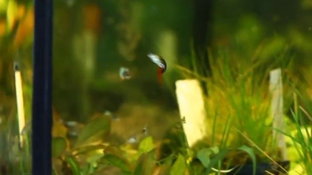 Все О Домашних Животных: Гуппи-Гупешки, Веселые Рыбешки! смотреть онлайн