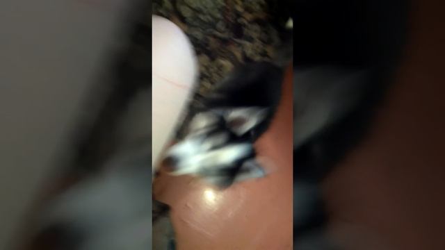 Хаски 3 месяца. И все-таки хаски лаят!))) смотреть онлайн