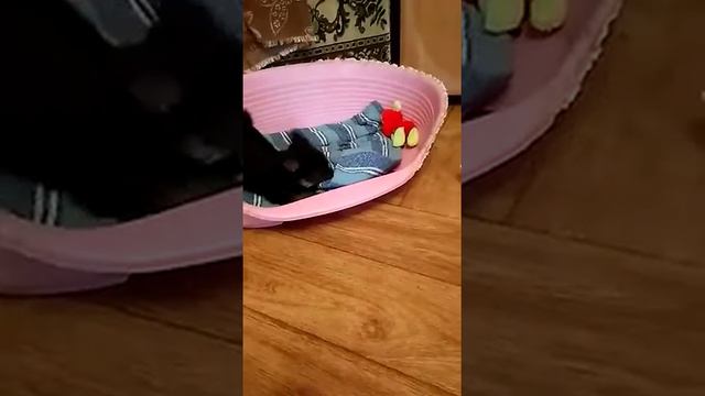 Милый малыш йоркширский терьер смотреть онлайн