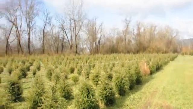 Zelkova Trees we Grow and Sell for use in Gardening смотреть онлайн