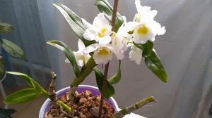 Дендробиум Нобиле, цветение