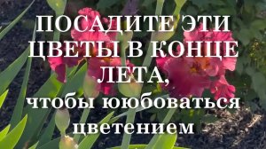 ПОСАДИТЕ ЭТИ ЦВЕТЫ В КОНЦЕ ЛЕТА, чтобы ююбоваться цветением
