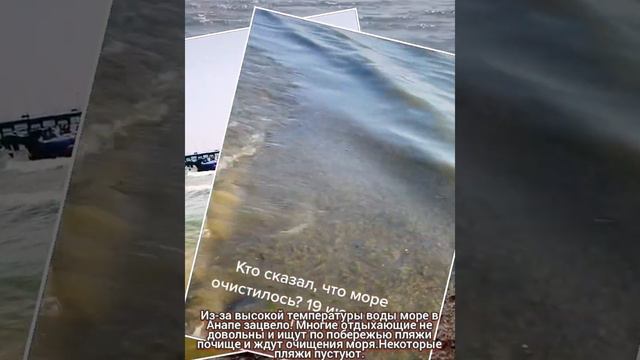 Море в Анапе зацвело. Отдыхающие не довольны. Витязево Анапа море цветет.