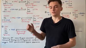 Цикл Кребса: 5-8 реакции