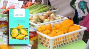 Патиссон "Санни делайт"