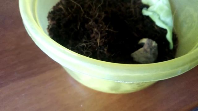 Подарили яйца!!! ?улитки Ахатины?!!! смотреть онлайн