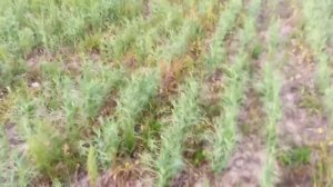 Обработка сои и гороха имизатапиром 20.06.19