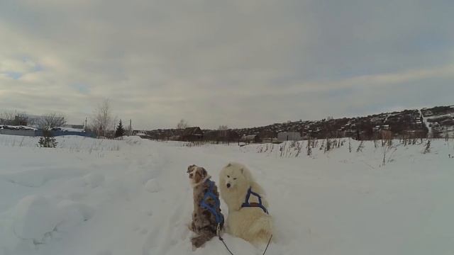 Нарты - самоед сильвер и аусси фанта смотреть онлайн