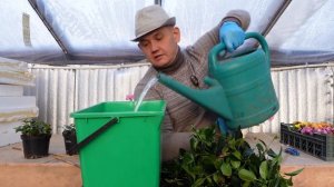 Дипладения обрезка. Размножение дипладении. И как правильно сохранить дипладению зимой.