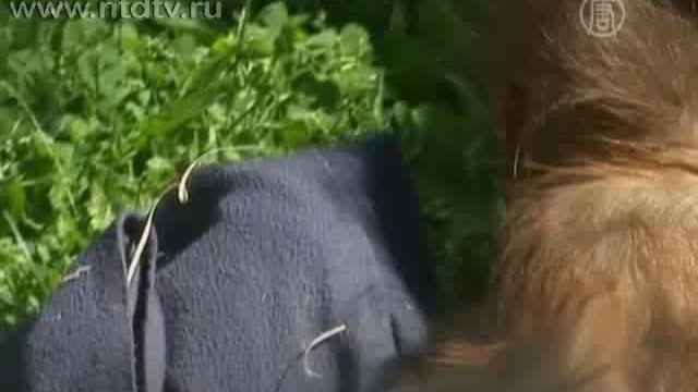 Сироте-орангутангу нашли приемную мать