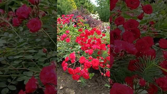 Scarlet Meidiland) Meilland Франция, 1987 Шрабы (Modern Shrub)