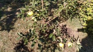 Обзор яблонь .Камео,  Сапфир, Росавка, Синап Алмаатинский,Кандиль синап