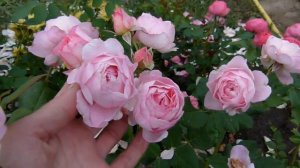 Обрезка роз после 1го цветения . Мадам де сталь) и Херитейдж.