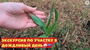 Экскурсия по участку в дождливый день