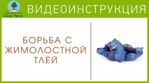 Борьба с жимолостной тлёй: Как, когда и какими средствами проводить обработку от тли?