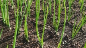 ЛУКОВАЯ МУХА погибает сразу если обработать этим лук. Простые способы борьбы с луковой мухой.