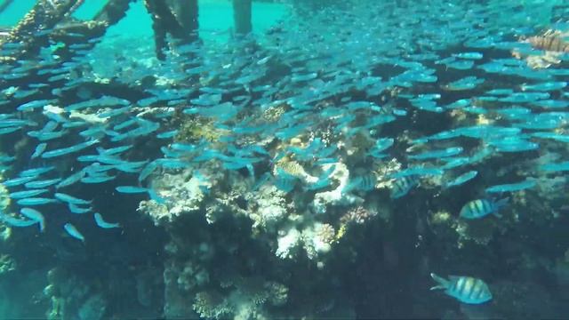 ЕГИПЕТ 2019. РИФ отеля Jolie Ville Golf & Resort/ Шарм-эль-Шейх смотреть онлайн