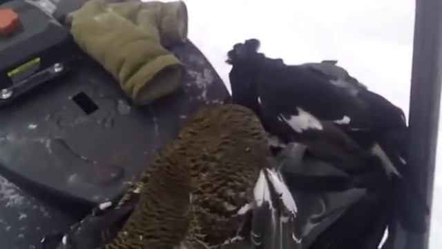 Видео от покупателя - мотобуксировщик Север СК смотреть онлайн