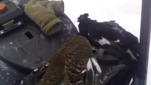 Видео от покупателя - мотобуксировщик Север СК