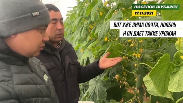 НОВИНКА Огурец Анвар F1 - мощная корневая система и отличный товарный вид! смотреть онлайн