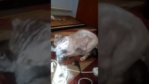 Спаривание шотландской вислоухой кошки)