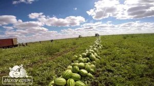 Капельный полив арбуза (все что осталось за кадром)