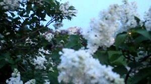 В Сиреневом саду