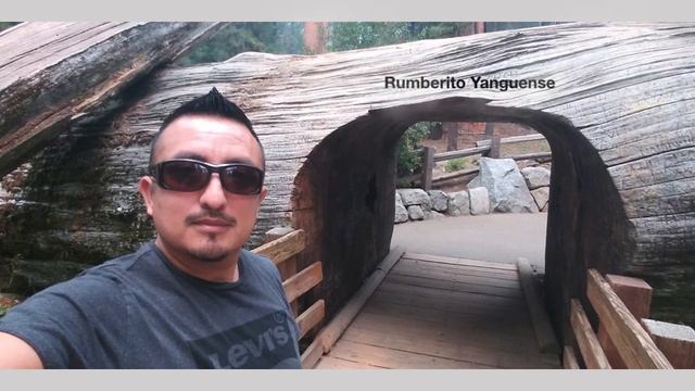 Foto-Video #4 Famous Fallen Tree-Sequoia National Park