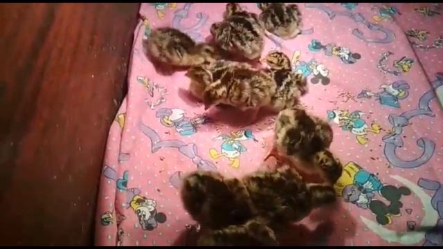 Рекомендации по содержанию цыплят яичной и мясо-яичной породы.